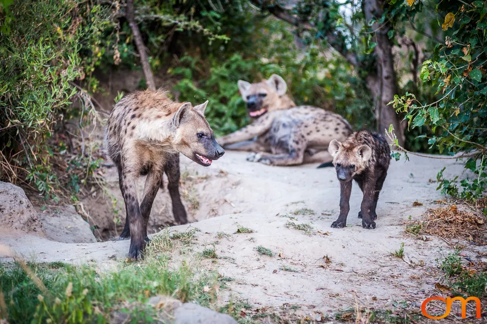 Hyenas: Okavango Delta