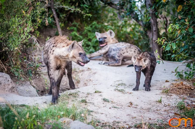 Hyenas: Okavango Delta