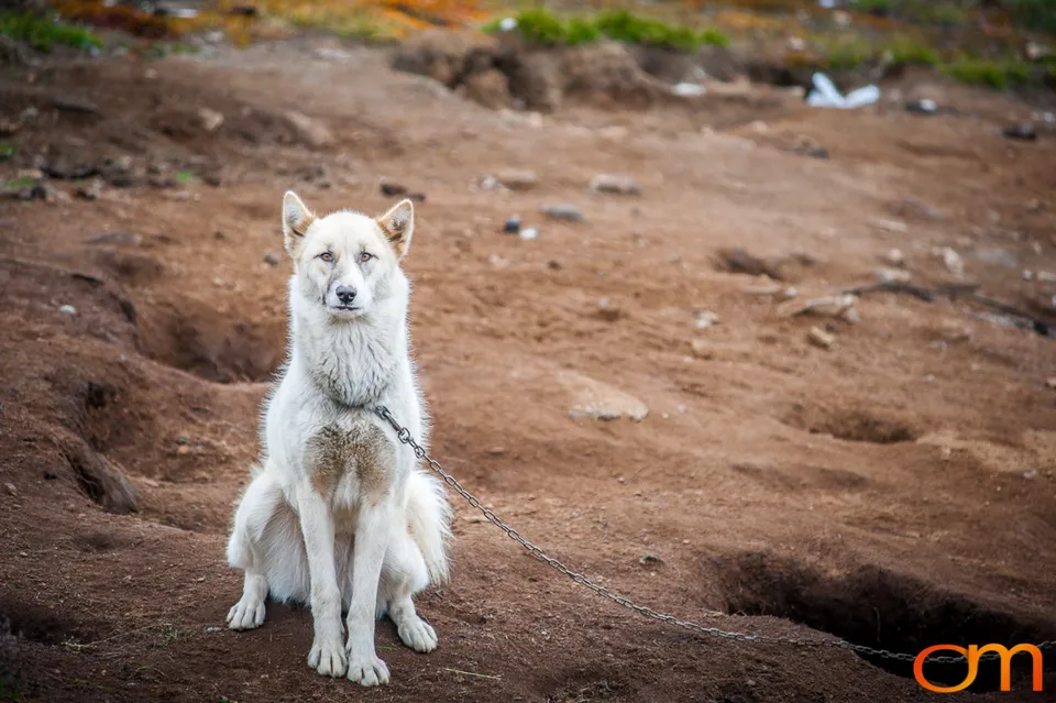 Qimmit: Greenland’s Working Sled Dogs