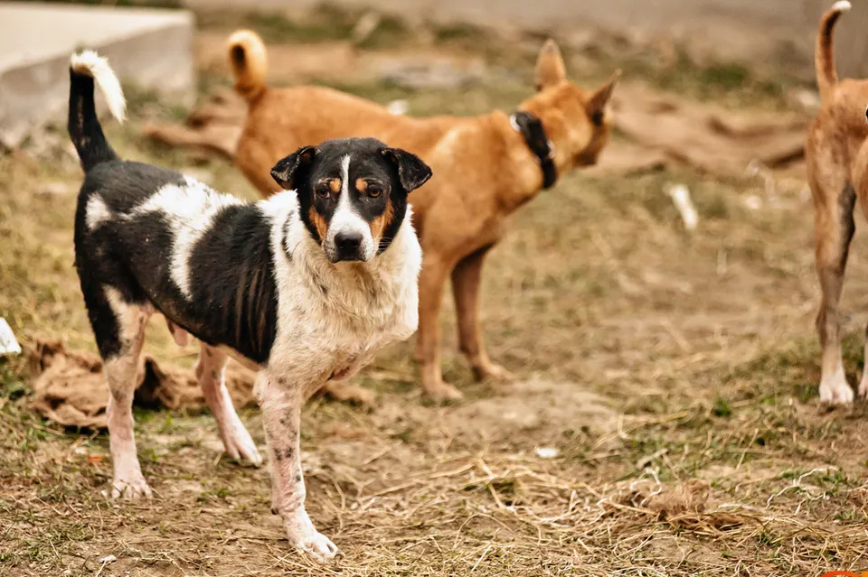 Kolkata Street Dogs: Community Care and the Indian Native Dog