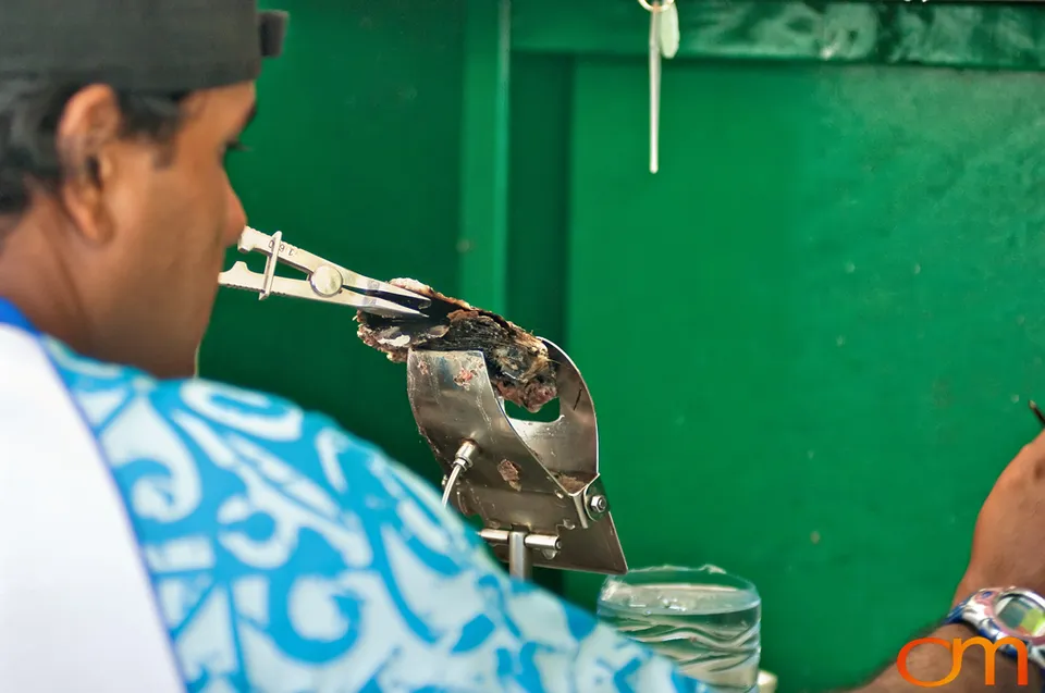 Cultivating Tahitian Pearls in French Polynesia