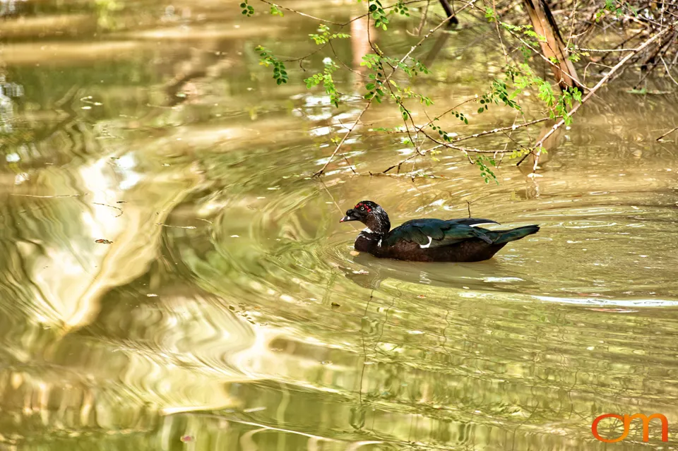 The Indian Sundarbans: Mangrove Forests and Tidal Islands