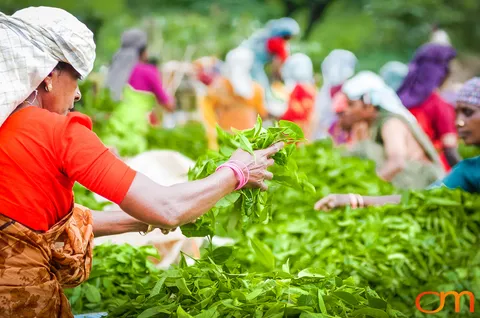 Tea Harvesting in Munnar