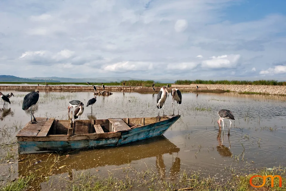 Awassa Fish Market