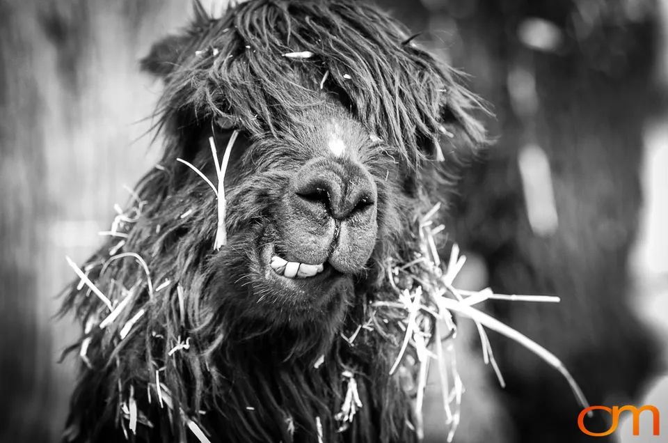 Peru’s Llamas, Alpacas, Guanacos and Vicuñas