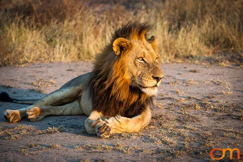 Sabi Sand Game Reserve