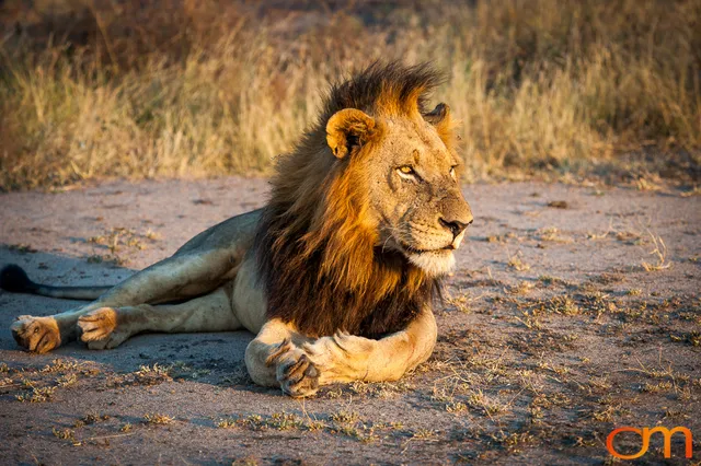 Sabi Sand Game Reserve