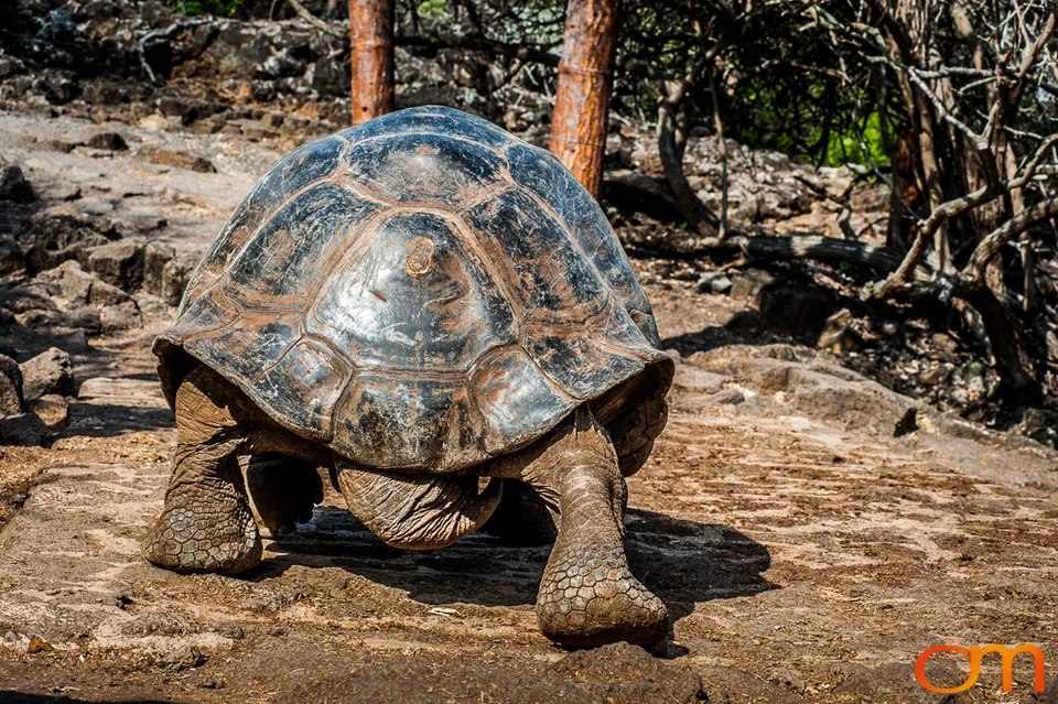 Galápagos Giant Tortoises