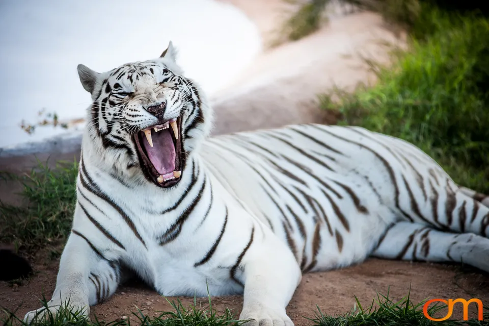Out of Africa Wildlife Park & Sanctuary