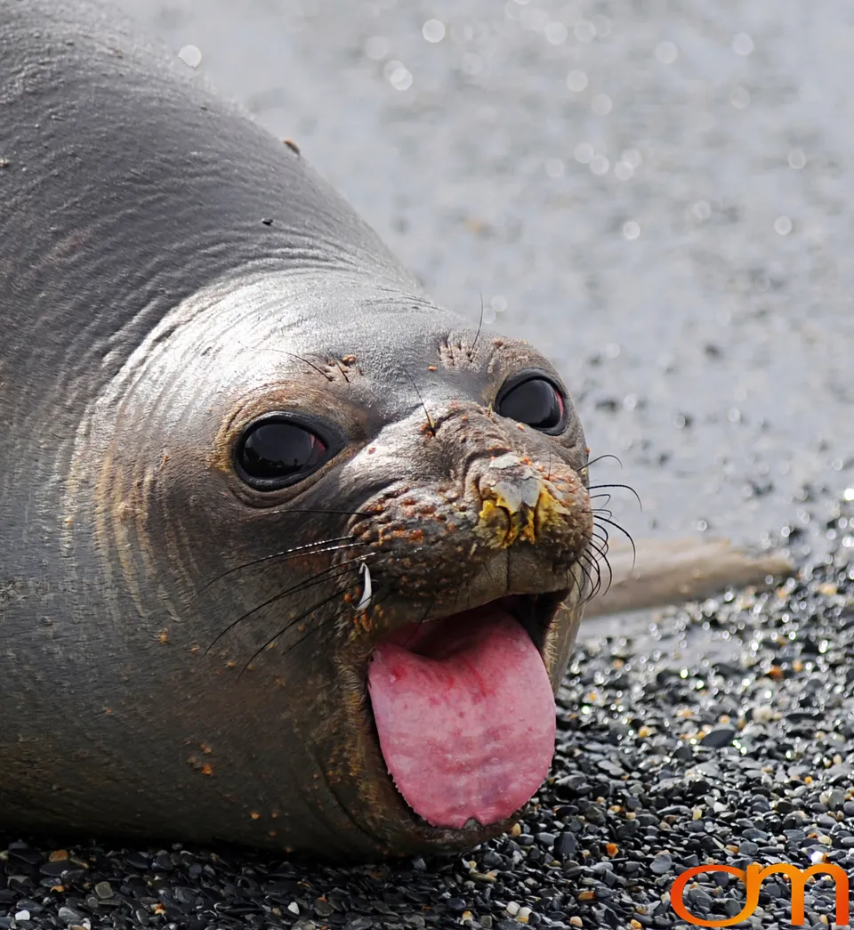 Southern Elephant Seals