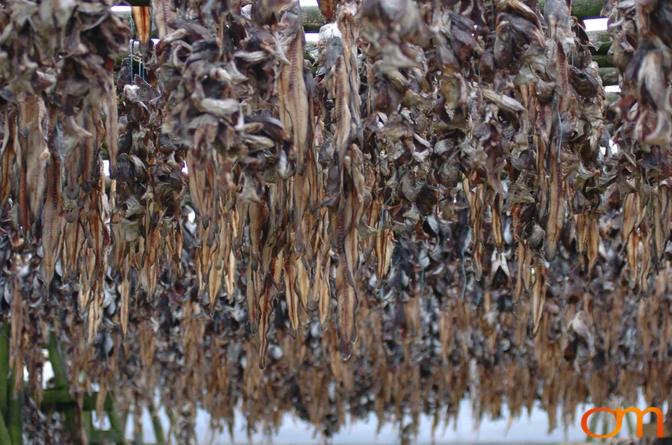 Outdoor Drying of Fish Heads in Iceland