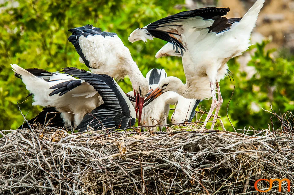White Storks Nesting in Selçuk
