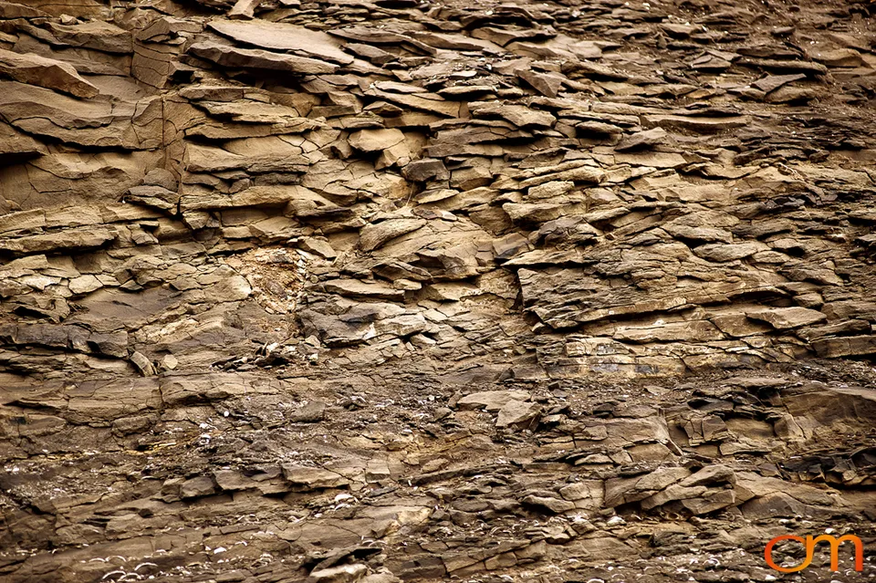 Pliocene Right Whale Fossil from Tjörnes, Iceland