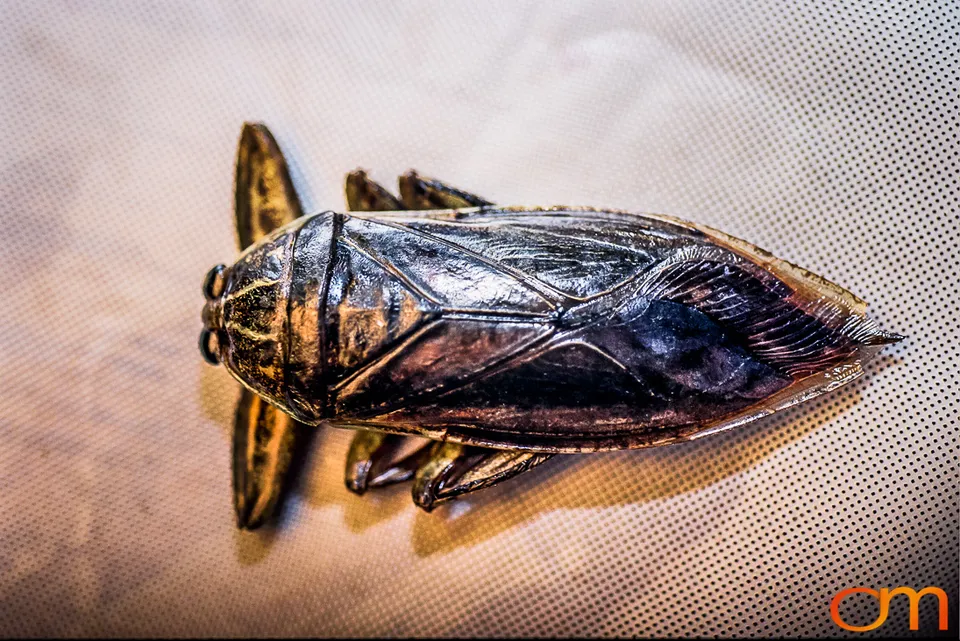 Cà Cuống: Vietnam’s Giant Water Bug
