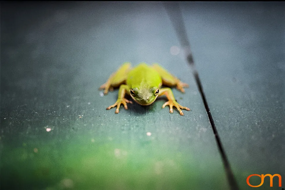 American Green Treefrog
