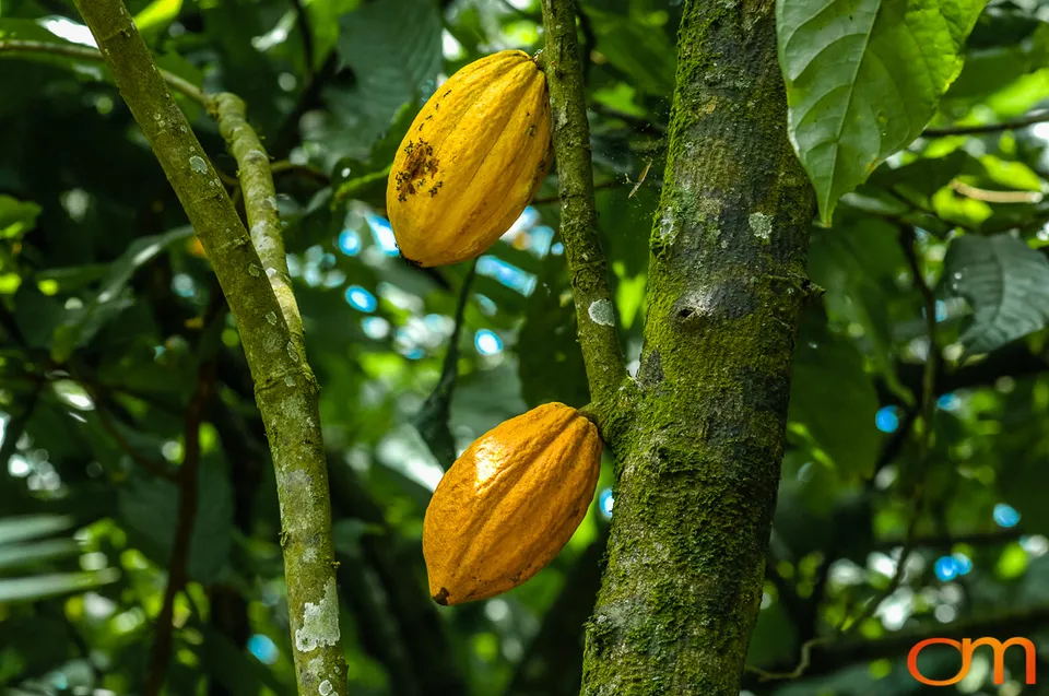 Ghana: Cocoa Plantations