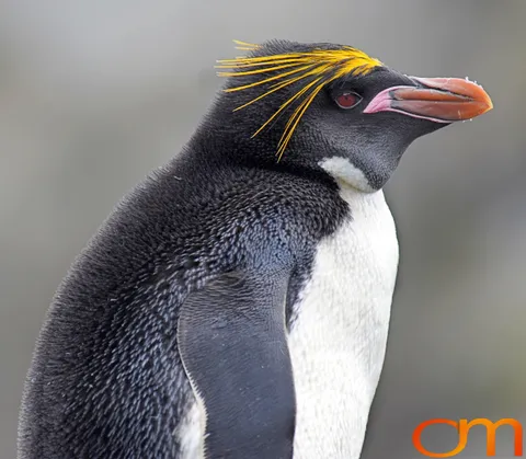 Macaroni Penguins