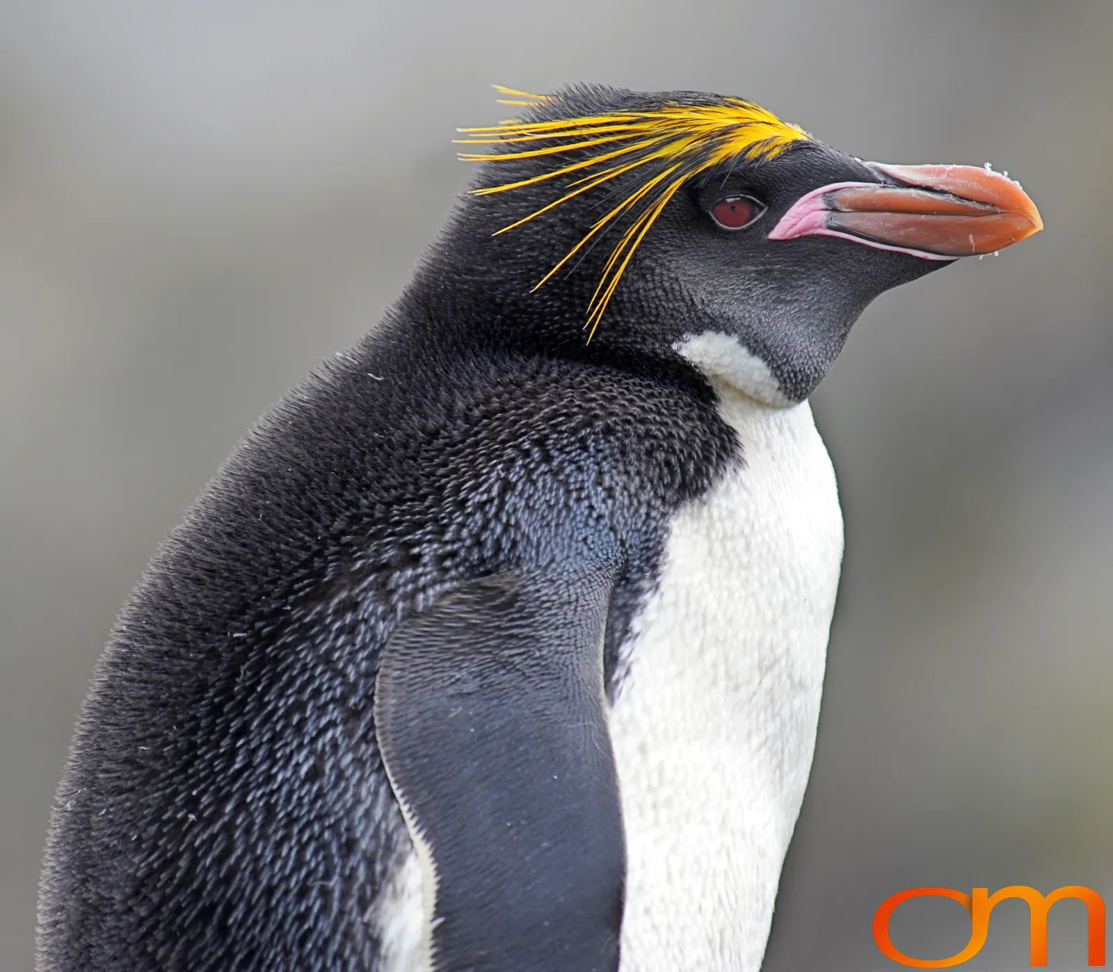 Macaroni Penguins