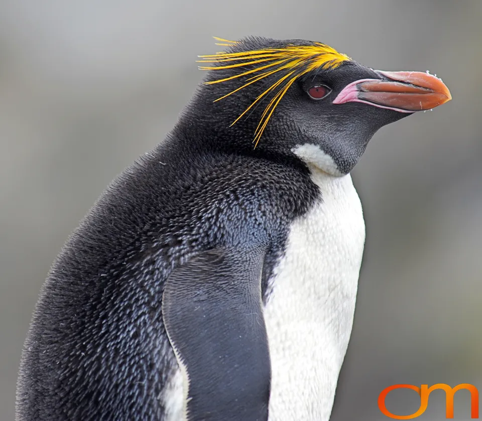 Macaroni Penguins