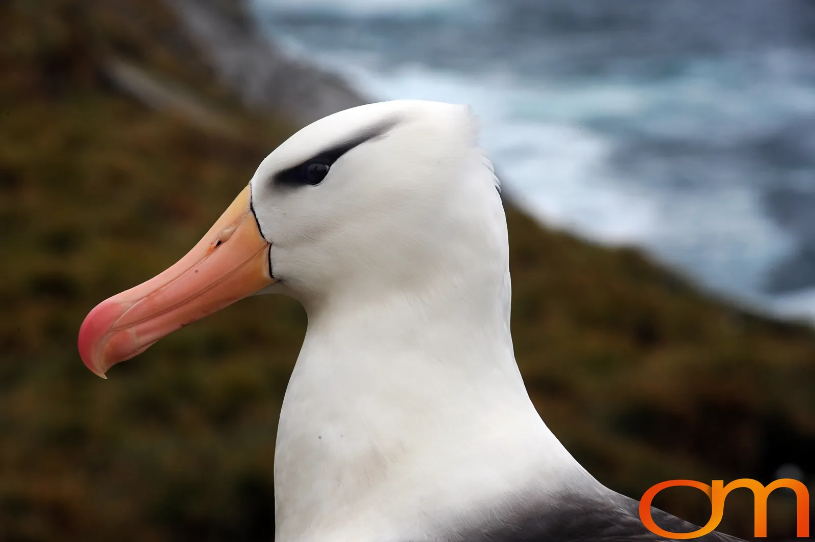 Black-Browed Albatross