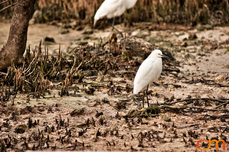 Florida Waterbirds: Brown Pelicans, White Ibises, and Egrets