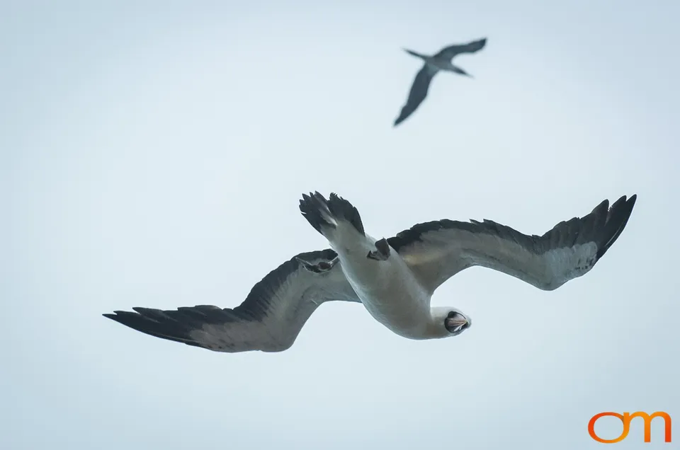 Nazca Booby