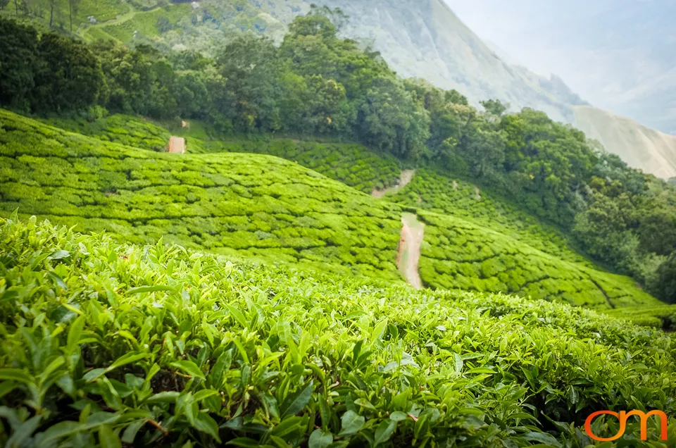 Tea Harvesting in Munnar