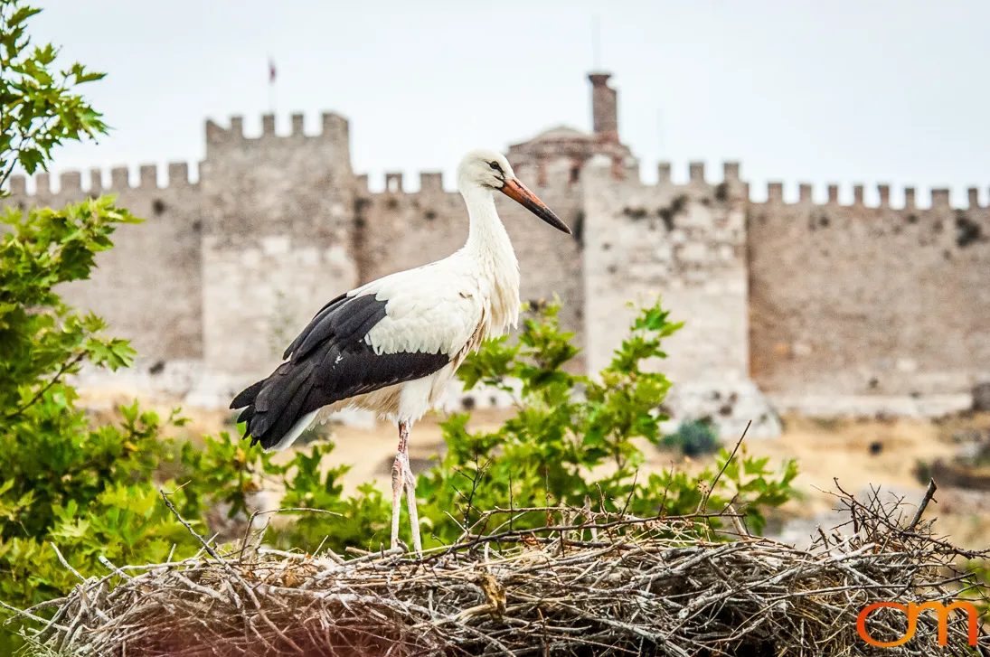 White Storks Nesting in Selçuk