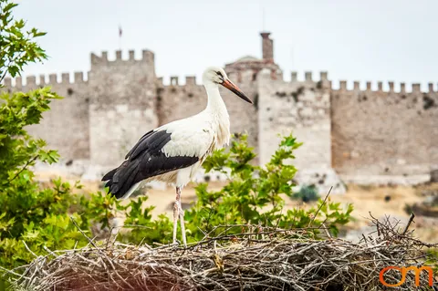 White Storks Nesting in Selçuk
