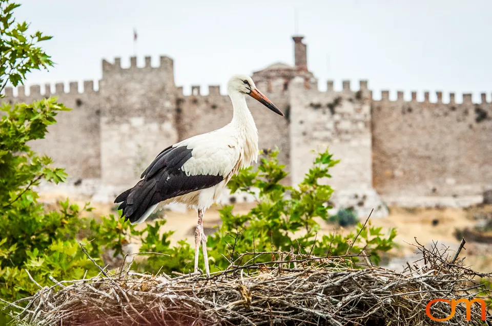 White Storks Nesting in Selçuk