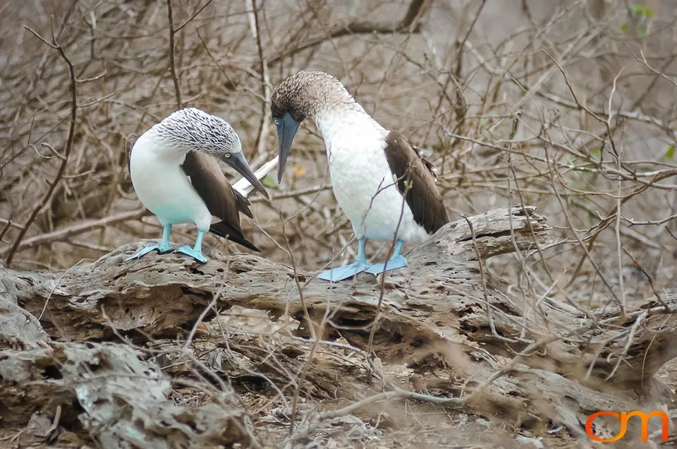 Blue-footed Booby