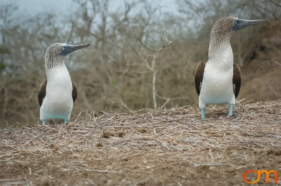 Blue-footed Booby