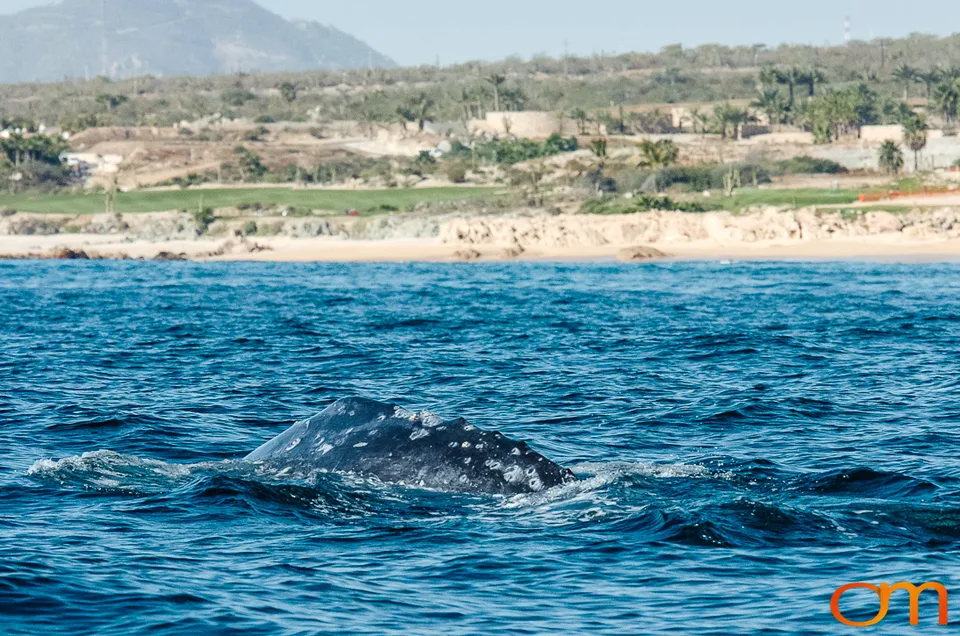 Cabo San Lucas: Marine Wildlife at Land’s End