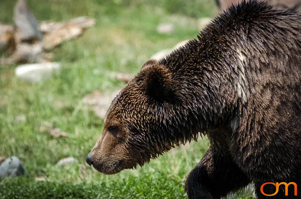 Brown Bears
