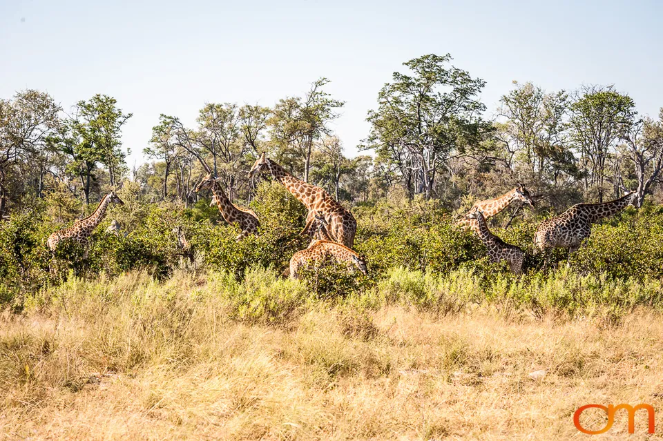 South African Giraffes: Okavango Delta