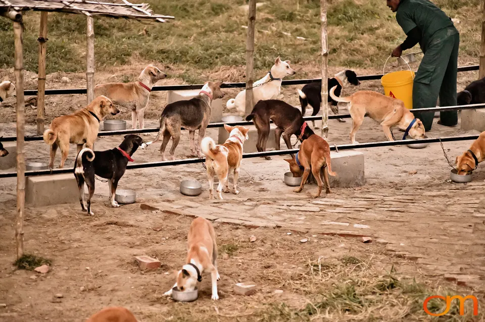 Kolkata Street Dogs: Community Care and the Indian Native Dog
