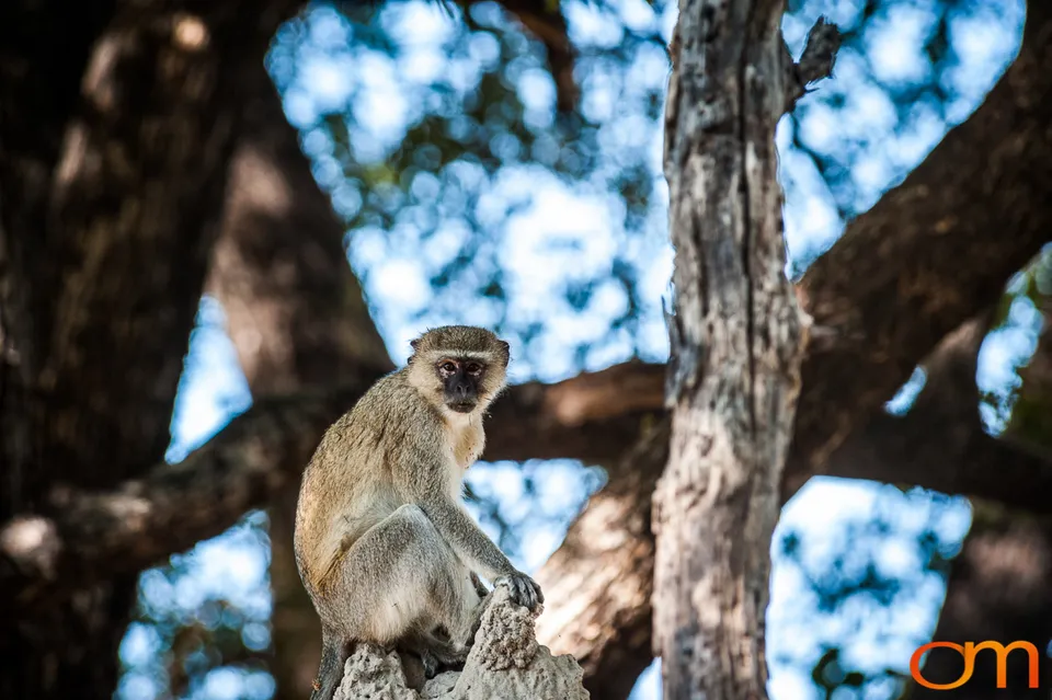 Okavango Delta, Botswana