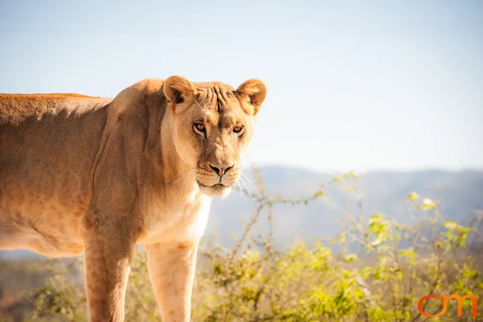 Out of Africa Wildlife Park & Sanctuary