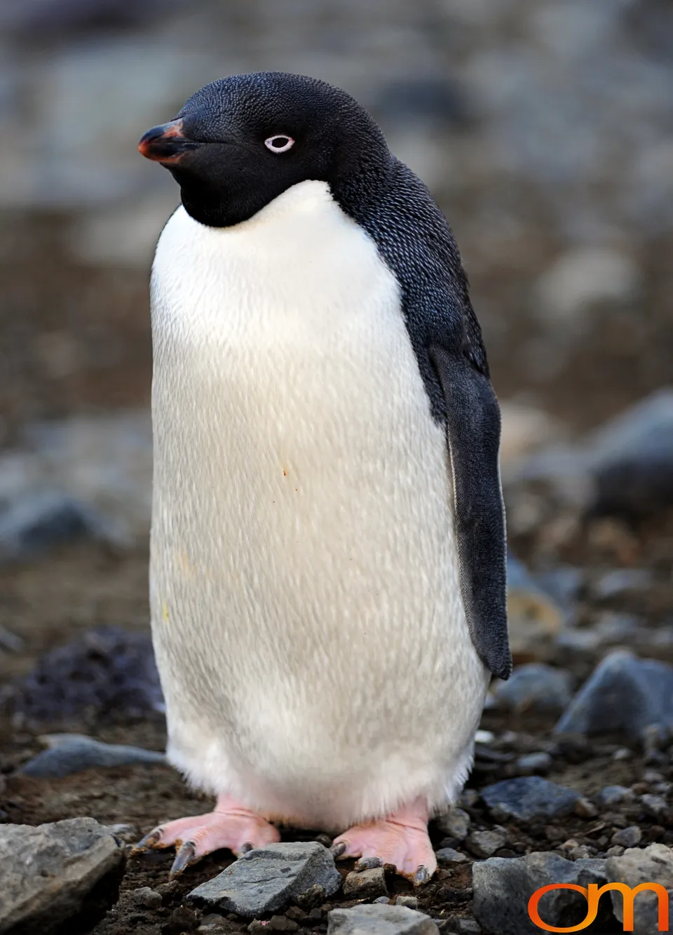 Adélie Penguins
