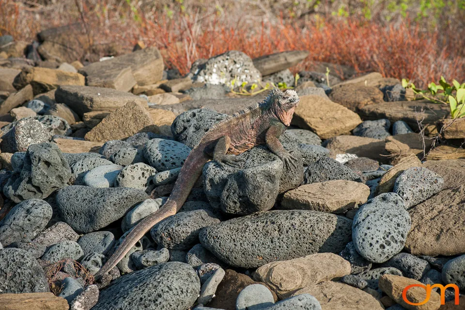 Galápagos Marine Iguana