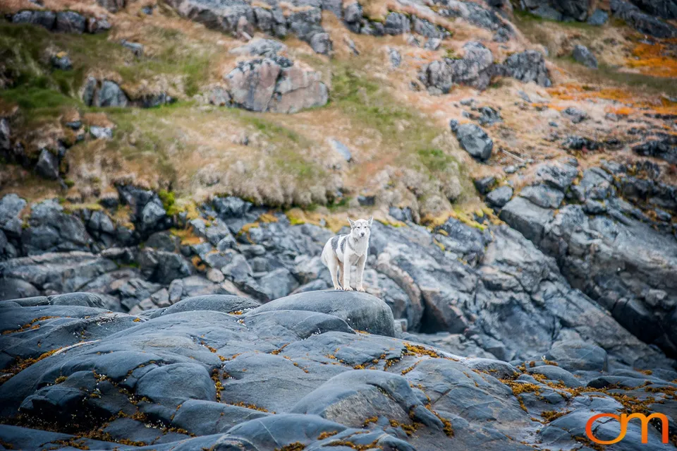 Qimmit: Greenland’s Working Sled Dogs