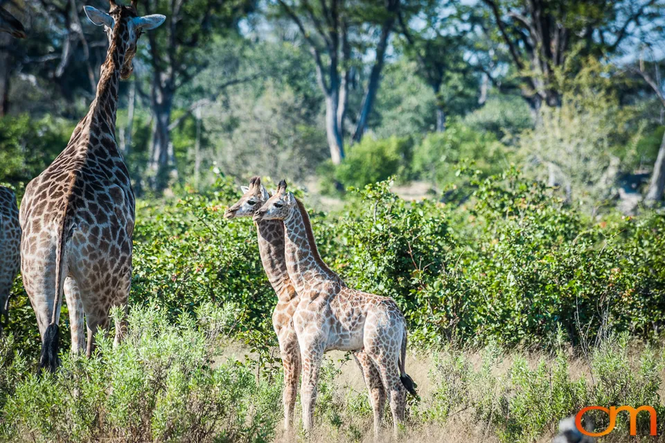 South African Giraffes: Okavango Delta