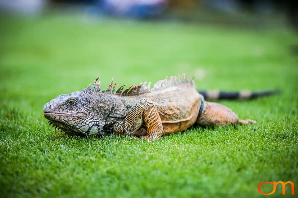Green Iguana