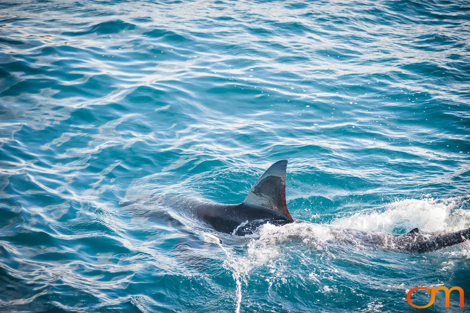 Port Lincoln and the White Sharks of the Neptune Islands