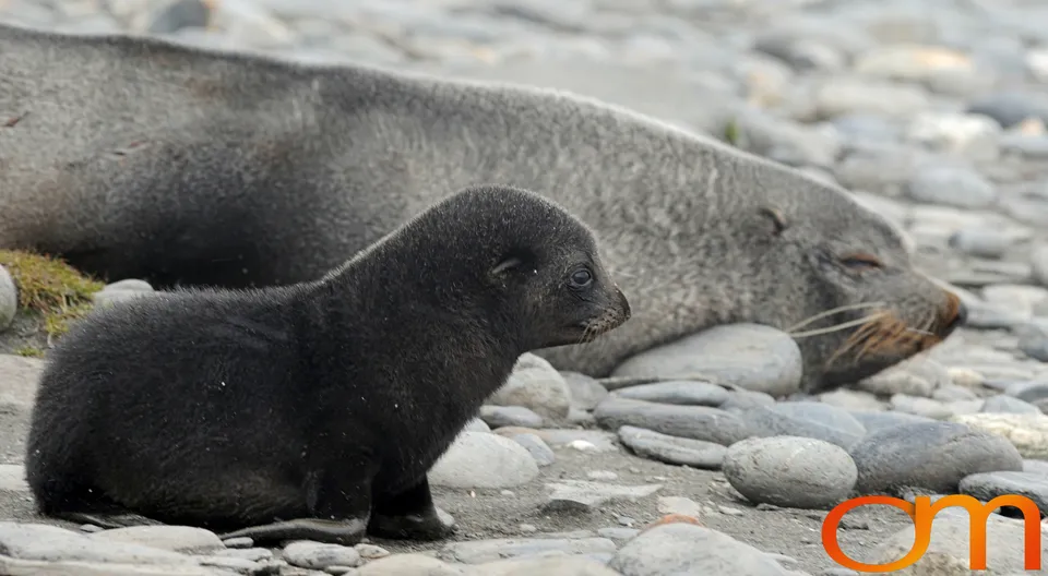 Antarctic Fur Seals