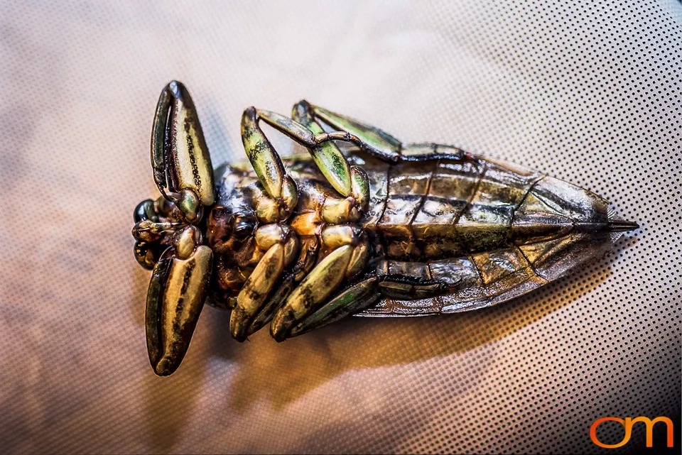Cà Cuống: Vietnam’s Giant Water Bug