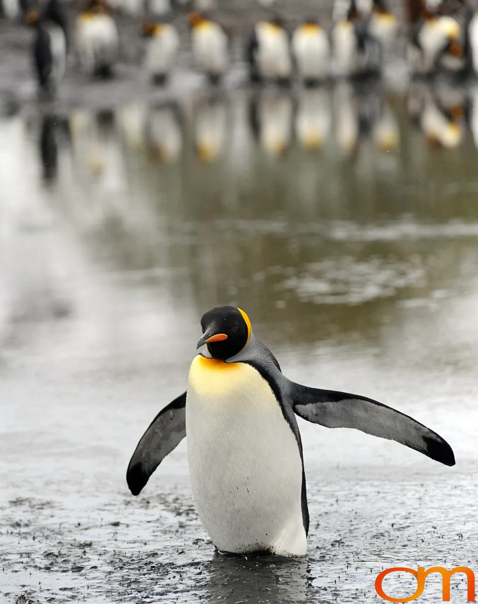 King Penguins