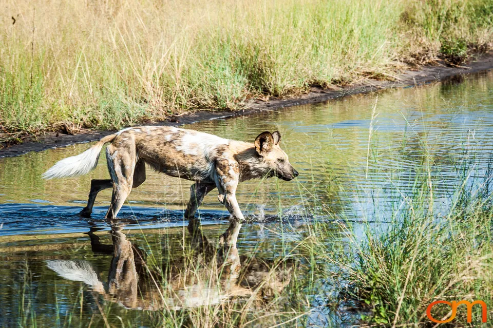 Painted Dogs: Okavango Delta