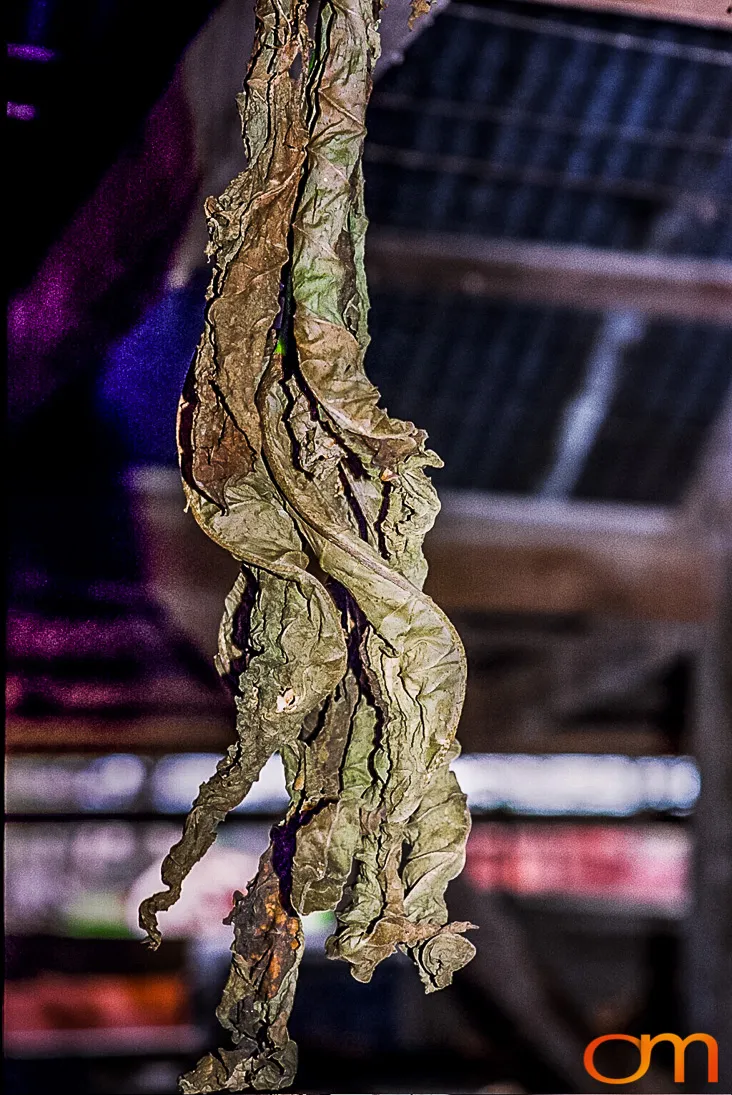 Perique Tobacco: Pressure Fermentation in Louisiana