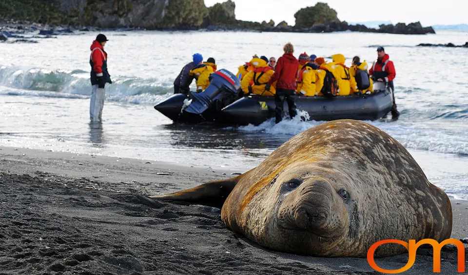 Southern Elephant Seals